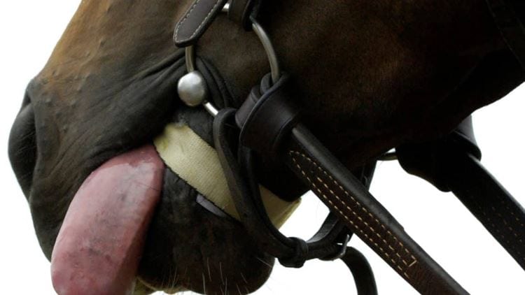 horse racing tongue tie