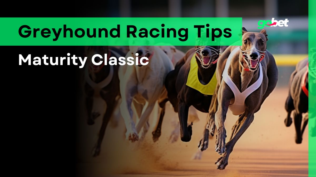 gobet maturity classic greyhound racing tips