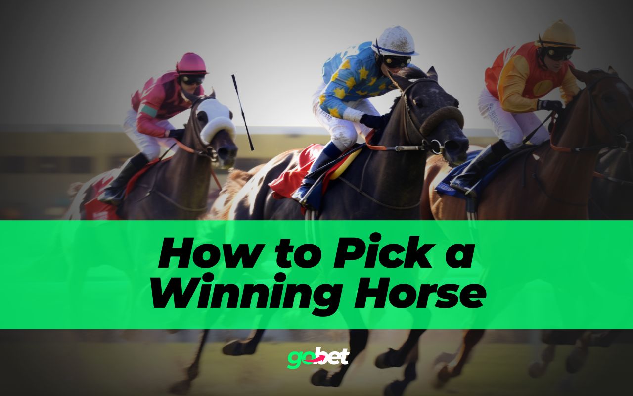 gobet how to pick a winning horse
