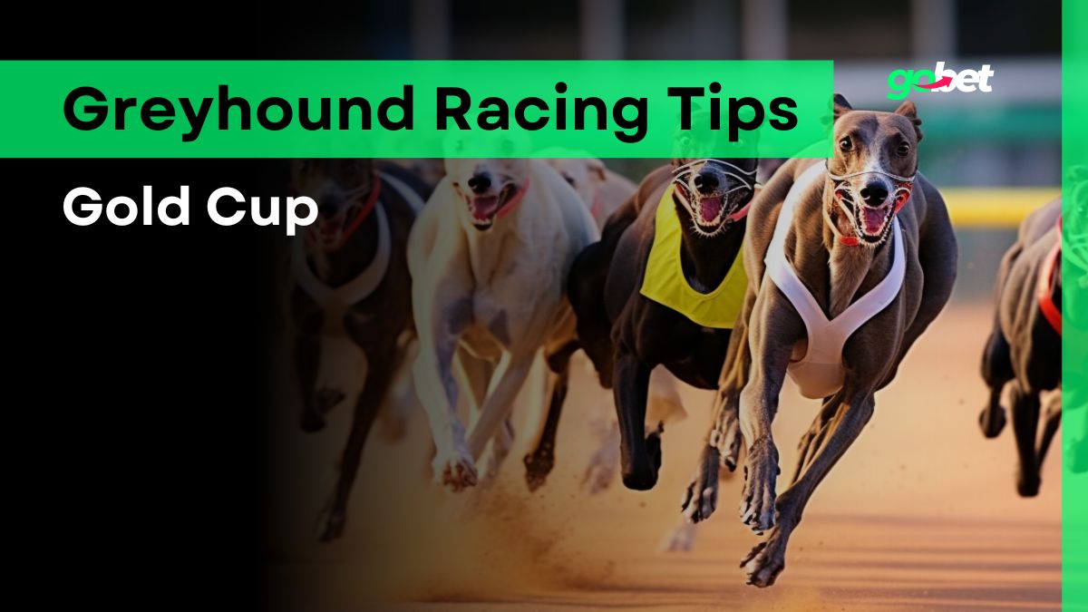 gobet gold cup greyhound racing tips