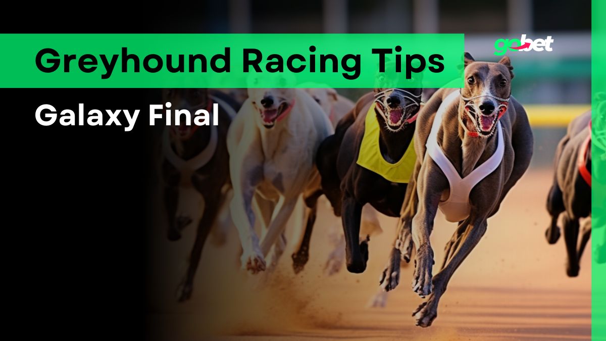 gobet galaxy final greyhound racing tips