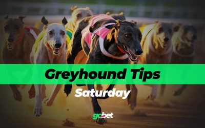 gobet saturday greyhound racing tips