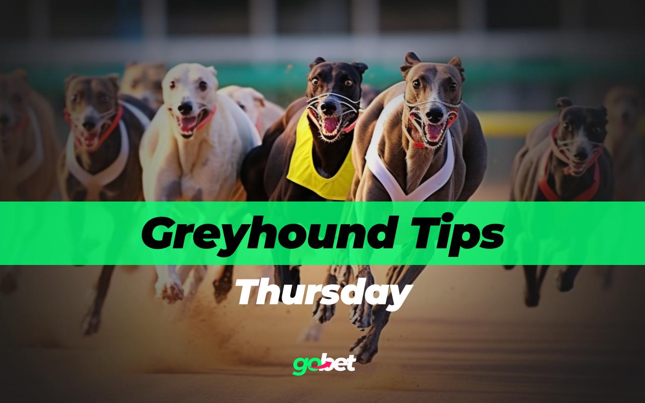 thursday greyhound racing tips