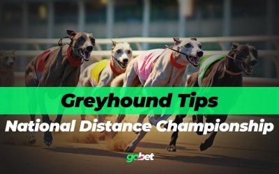 gobet national distance championship final tips