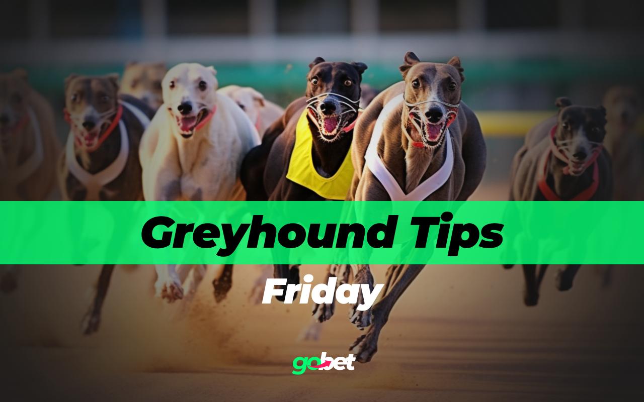 gobet friday greyhound racing tips