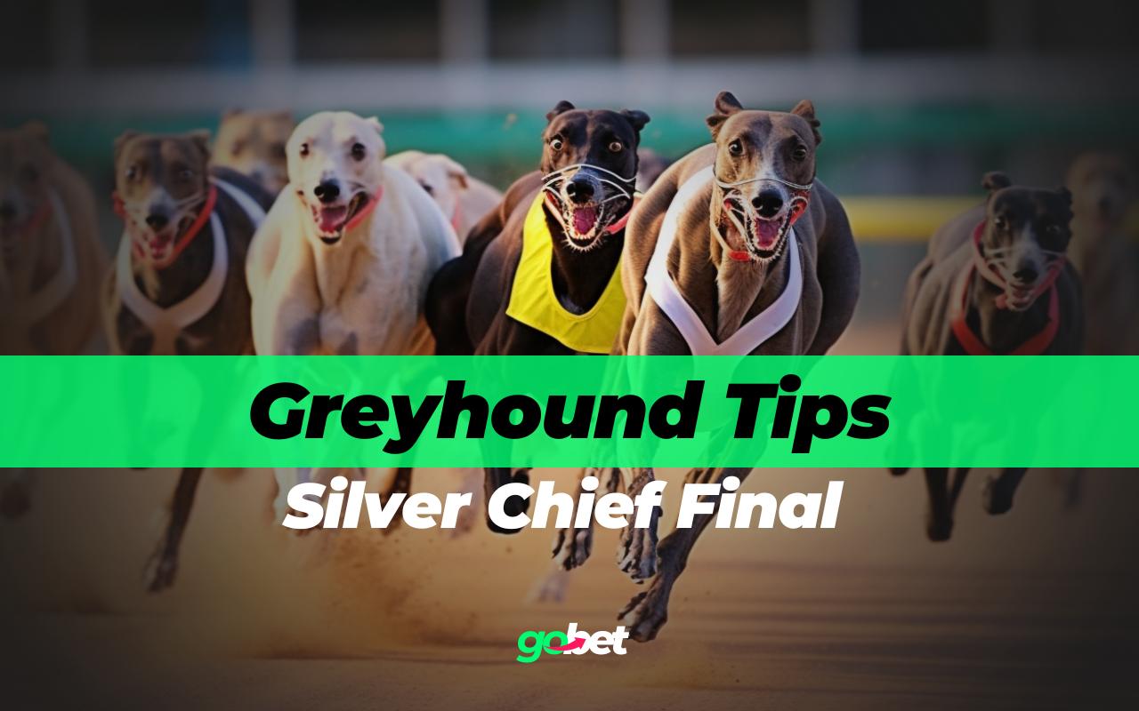 gobet silver chief final tips